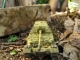 ferdinand_12