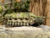 jagdpanzer4_l48_03