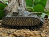 Panzer4F2_03